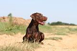 DOBERMANN 574